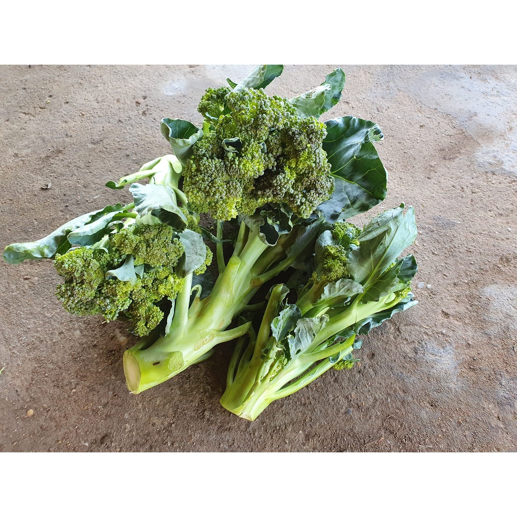 Hạt giống Súp Lơ Baby chịu nhiệt, thu hoạch sau 50-60 ngày - 0.1g