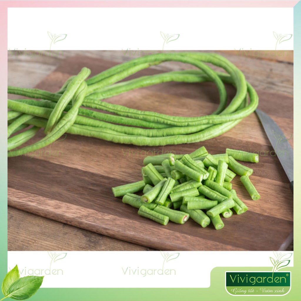 Hũ 15 hạt giống Đậu đũa xanh leo giàn Green Dragon giống hữu cơ nhập Mỹ dài ngon chịu nhiệt tốt