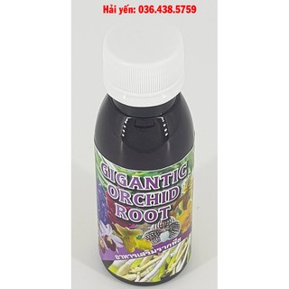 Siêu kích rể Gigantic orchid root (100ml thái lan)