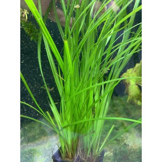 CỎ RANONG THỦY SINH