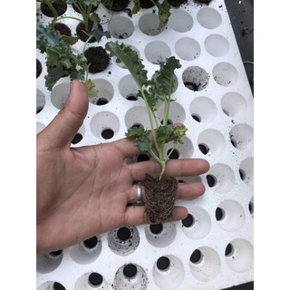 Cây giống cải kale khủng long vĩ