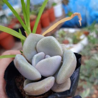 Sen đá xương rông
