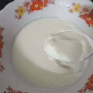 Nấm sữa chua kefir