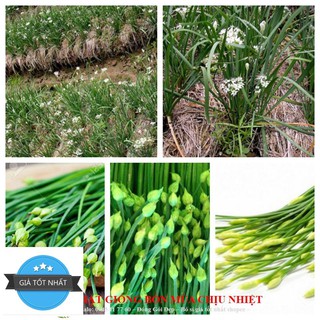 Gói 50 Hạt cây hẹ thơm