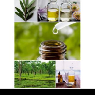 Chai 10ml tinh dầu tràm Huế (loại đặc biệt)