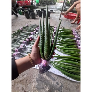 combo 6 cây loại 25k nha đam mỹ size nhỡ. cao từ 35-40cm