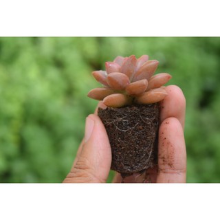 sen đá đá đỏ mini 2-4cm