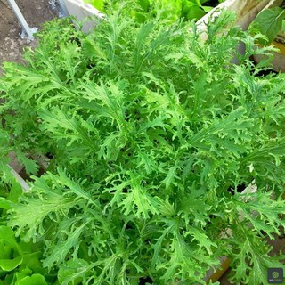 Hạt giống Cải Đuôi Phụng Mizuna Nhật Bản đặc sản, dễ trồng - 10g