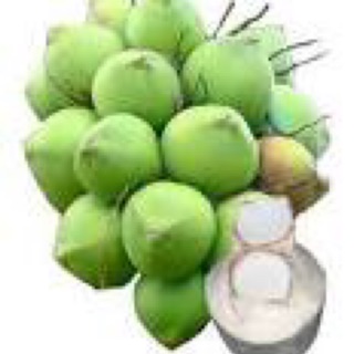cây giống dừa dứa Bến Tre
