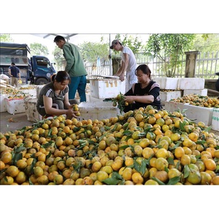 Quýt thơm Bắc Kạn