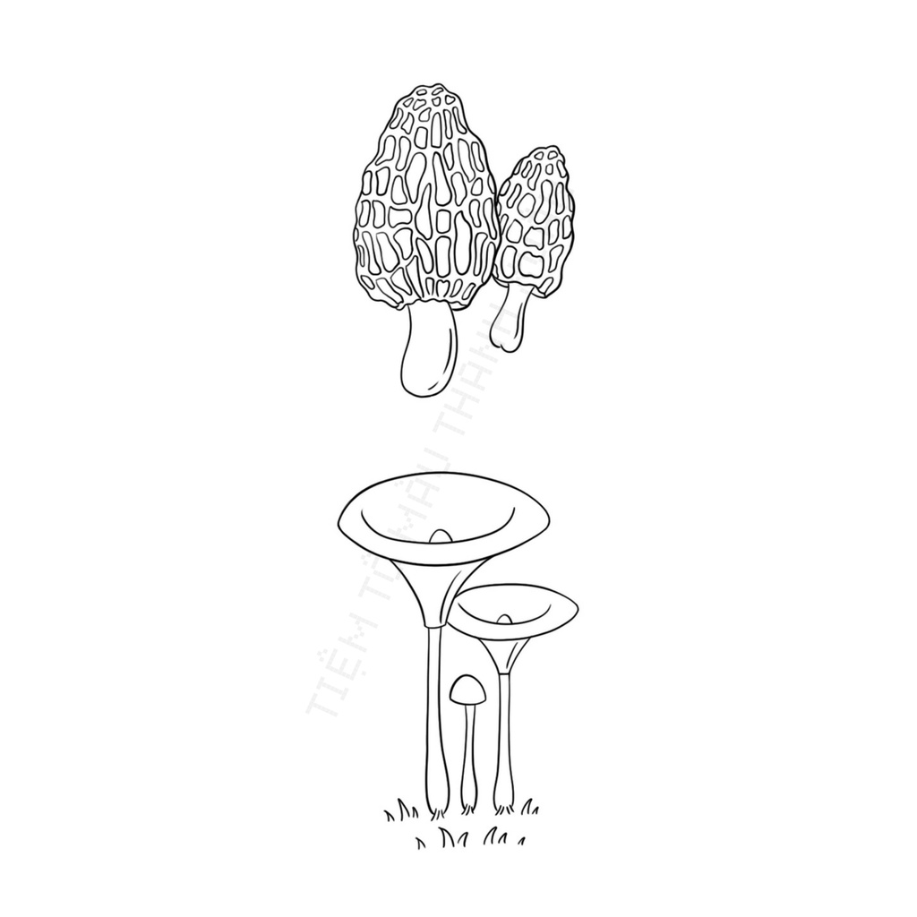 Set 10 Tờ Tranh Tô Màu Các Loại Nấm Tô Màu Sáp, Màu Chì - Tiệm Tô Màu Thanh Xuân
