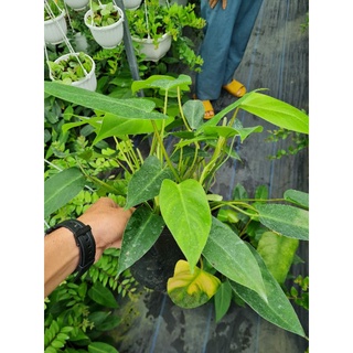 Cây trầu bà tỷ phú