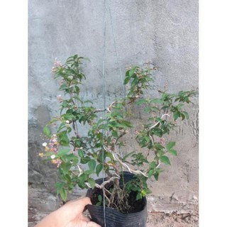 hồng ngọc mai bonsai đẹp