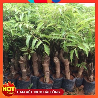 Cây giống đinh lăng nếp lá nhỏ ( 5 cây ). Cây đinh lăng ta lá nhỏ