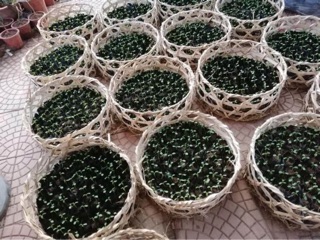 Combo 3 cây du đủ thái