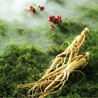 Hạt Giống Nhân Sâm