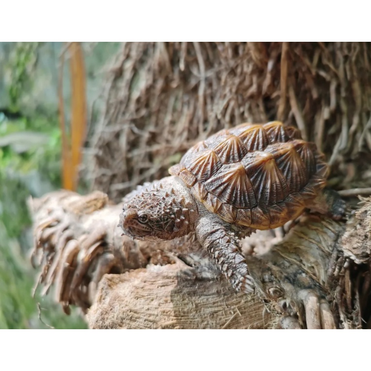 Tượng trang trí rùa cá xấu mini hãng TuTuZoo Studio