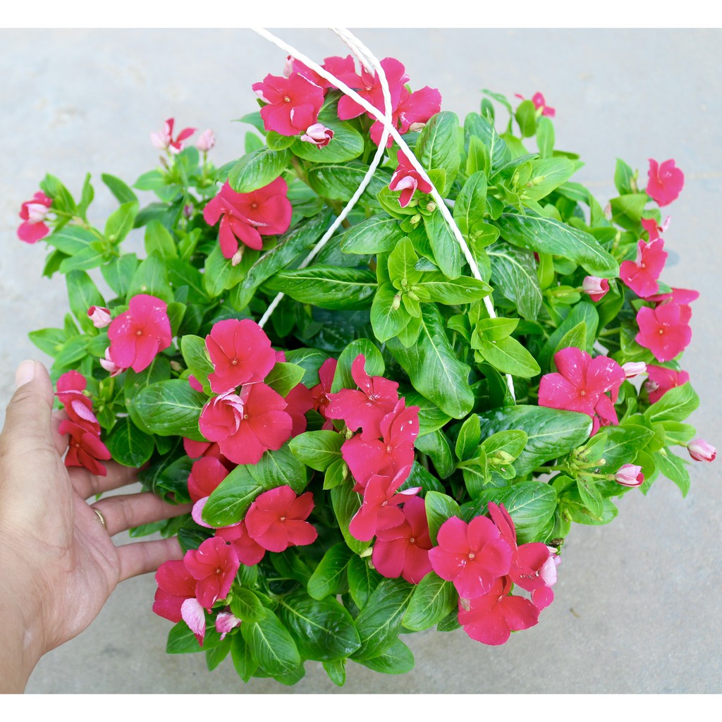 Chậu treo dừa cạn siêu bông rủ