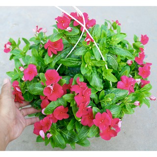 Chậu treo dừa cạn siêu bông rủ