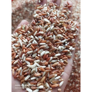 Gạo lứt đỏ Điện Biên