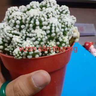 [Hót 2020] xương rồng đám mây 1 chậu