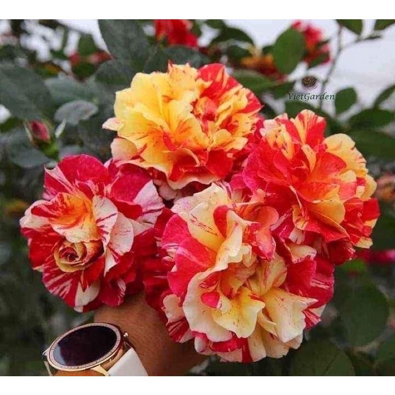 Combo 5 gốc hồng nhập ngoại đã có mầm