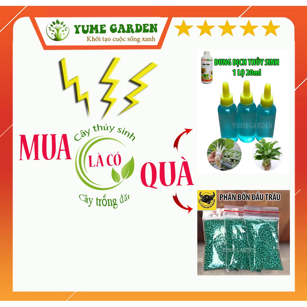 Chậu ly thuỷ tinh trồng cây thuỷ sinh dáng loe