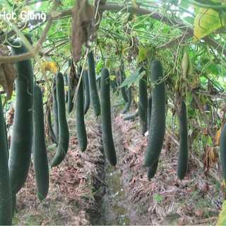 Hạt Giống Bí Xanh Trái Dài( Bí Sặt, Bí Đao) 30 hạt (TẶNG gói kích thích hỗ trợ hạt nảy mầm)