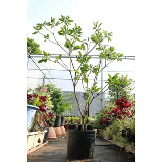 cây sapoche đang trái