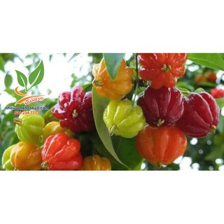 Surinam cherry độc lạ sắp ra trái