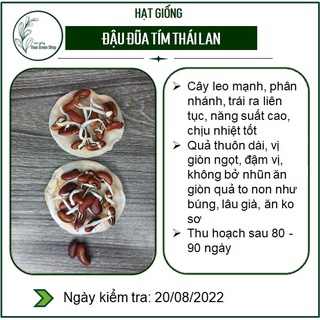 HẠT GIỐNG ĐẬU ĐŨA TÍM