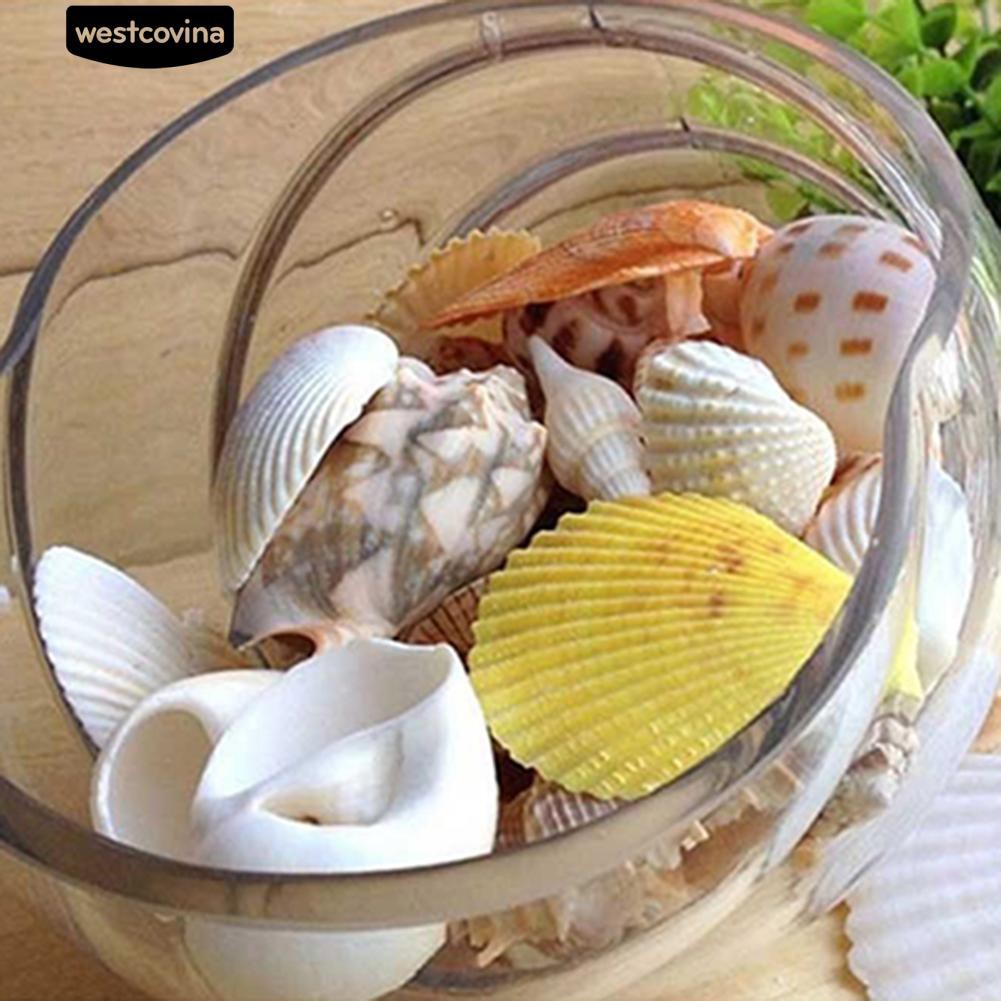 Vỏ ốc biển trang trí bể cá