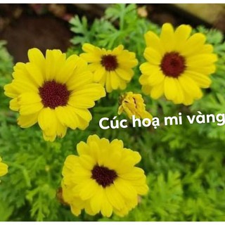 5 cây cúc hoạ mi vàng ( thân gỗ)