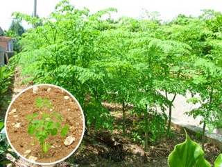 Hạt giống rau Chùm ngây (2gr hạt)