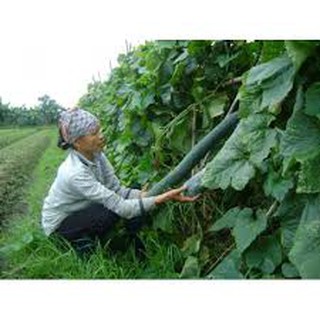 HẠT GIỐNG BÍ SẶT CAO SẢN (2G)