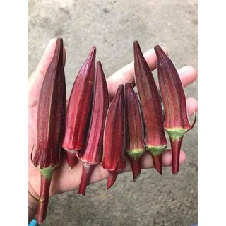 ĐẬU BẮP ĐỎ OKRA THÁI LAN