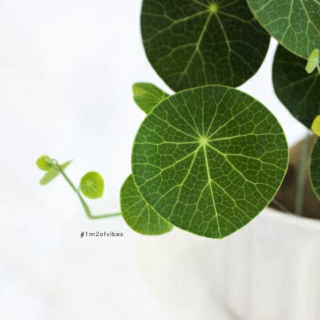 Củ Bình Vôi Thái Stephania erecta
