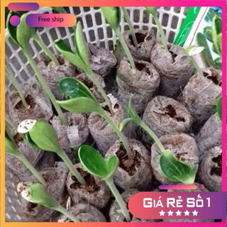 Hạt giống bí ngòi xanh dễ trồng ( 10 hạt) LUCKY.VN