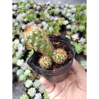 🌵🌵🌵Sương rồng thạch trụ cute🥰🥰🥰
