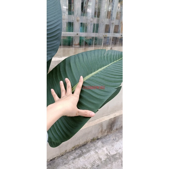 Cây giả - Cây chuối giả 1,8m - 13 lá mờ xịn - ảnh thật