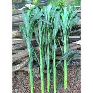 Hạt giống cỏ Voi lai chăn nuôi 1kg, Tái Sinh Mạnh