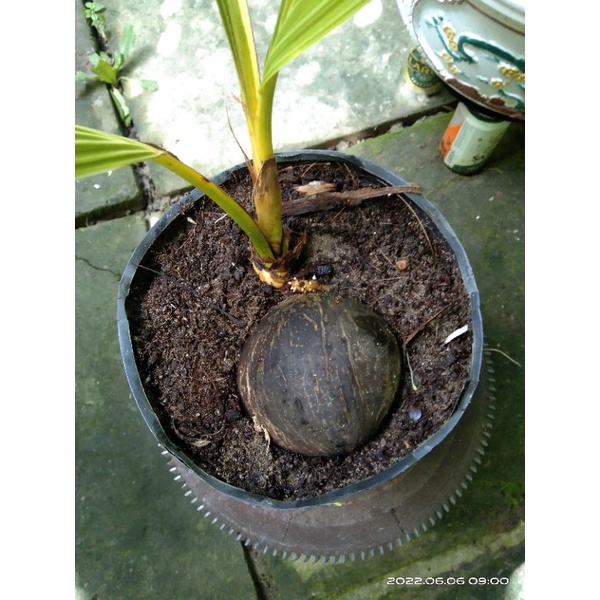 Dừa tam quan dùng làm dừa bonsai