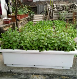 Combo 6 cái khay trồng rau hoa đẹp (48cm x20cm x16cm )