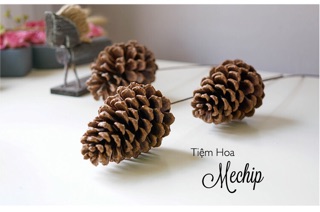 [ HÀNG CÓ SẴN ] 🌰Quả thông khô cắm lọ hoa🌰