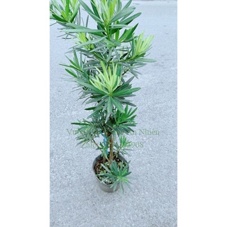 Cây Tùng Vạn Niên 50cm