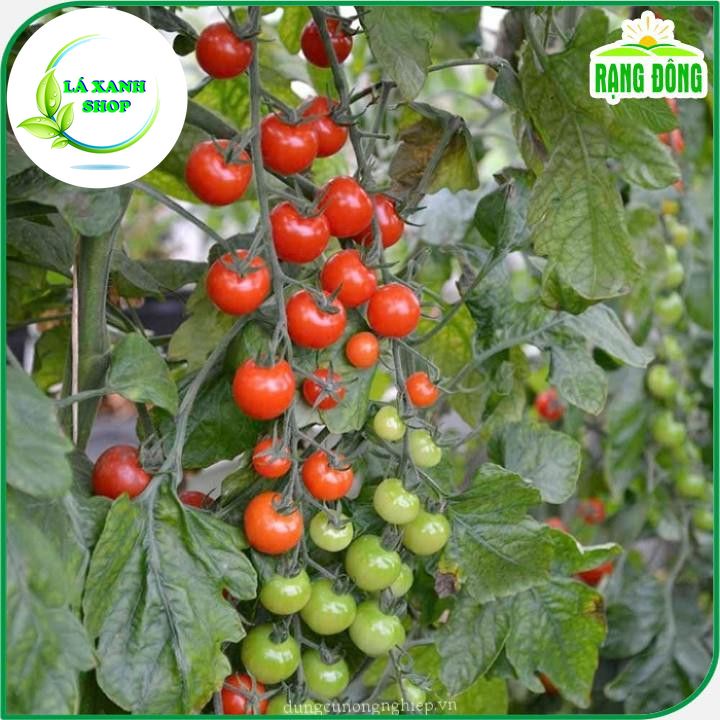 Hạt giống Cà Chua Cherry Đỏ Lai F1 Sinh Trưởng Vô Hạn, Trồng Quanh Năm (gói 0,1 gram) - Hạt Giống Rạng Đông