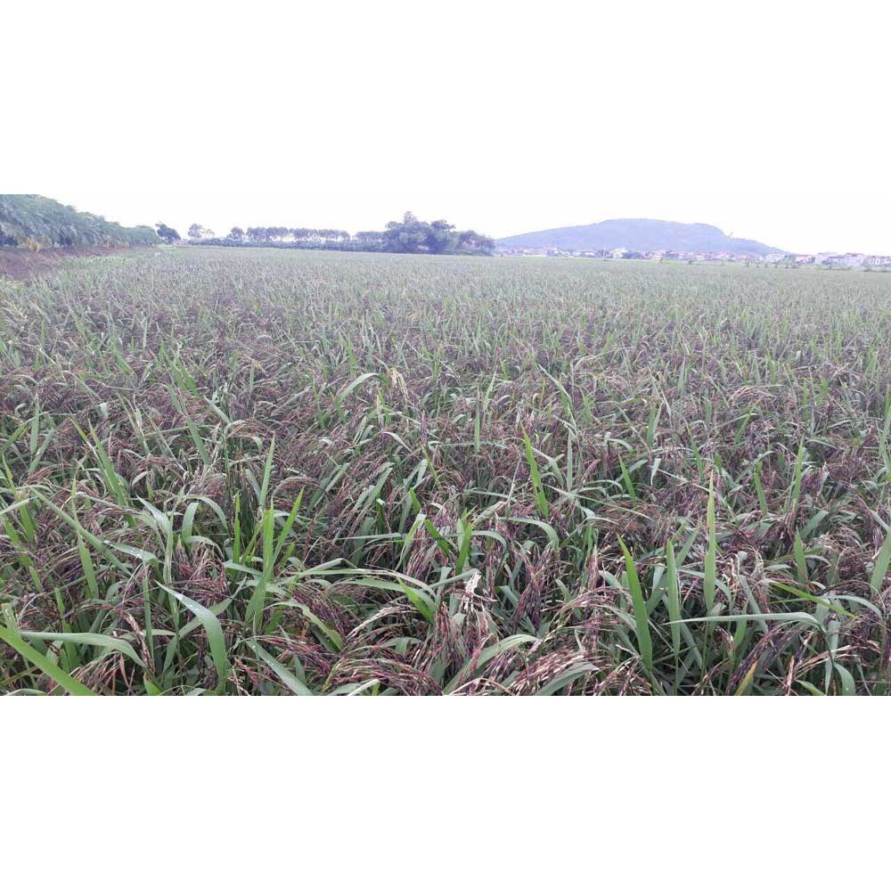 NẾP CẨM TÂY BẮC  - Túi 1kg