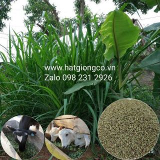 Hạt giống cỏ chăn nuôi