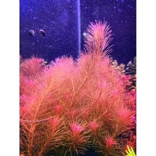 Cây Thủy Sinh Rotala Wallichii