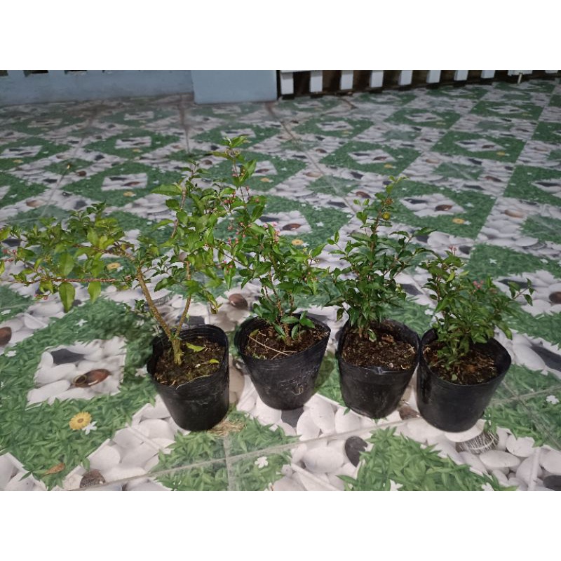 Hồng ngọc mai y hình dùng chơi bonsai